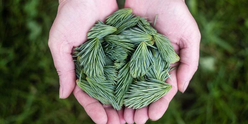 构建数字防线：零信任架构中微隔离技术的实现与策略管理